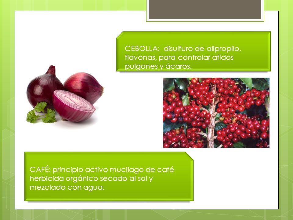 CEBOLLA: disulfuro de alipropilo, flavonas, para controlar afidos pulgones y ácaros.