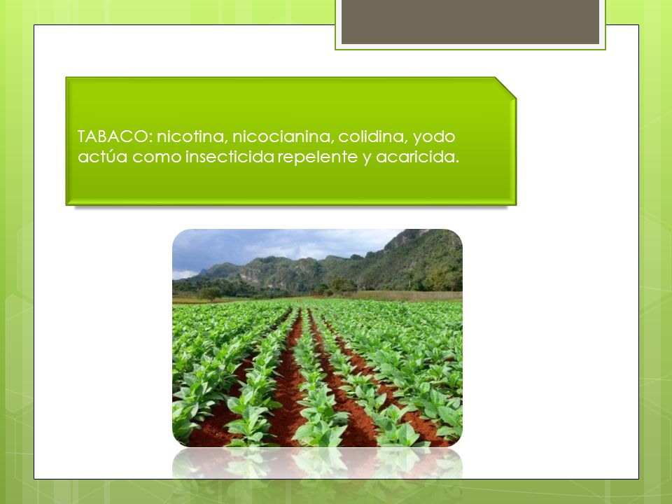 TABACO: nicotina, nicocianina, colidina, yodo actúa como insecticida repelente y acaricida.