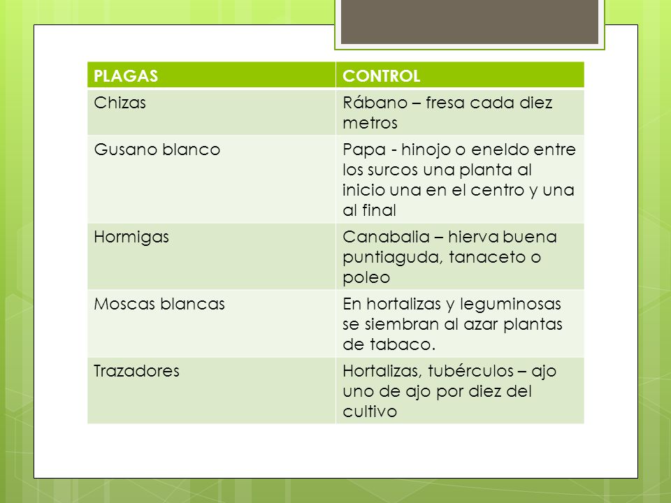 PLAGAS CONTROL. Chizas. Rábano – fresa cada diez metros. Gusano blanco.