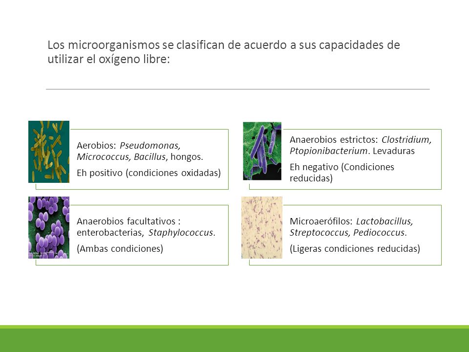 Los microorganismos se clasifican de acuerdo a sus capacidades de utilizar el oxígeno libre: