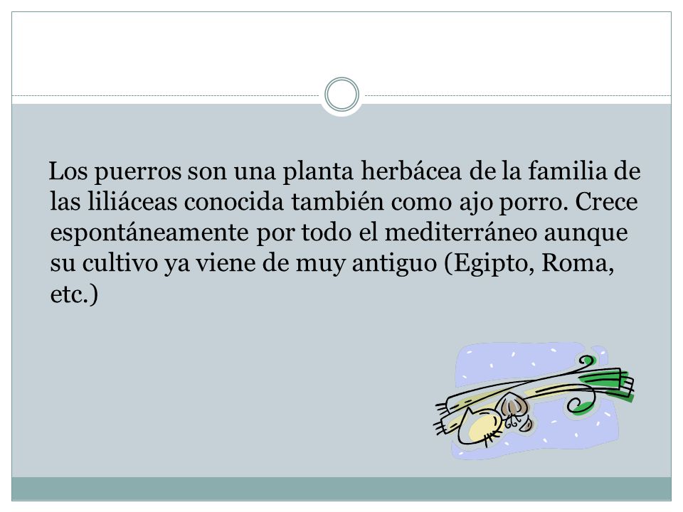 Los puerros son una planta herbácea de la familia de las liliáceas conocida también como ajo porro.