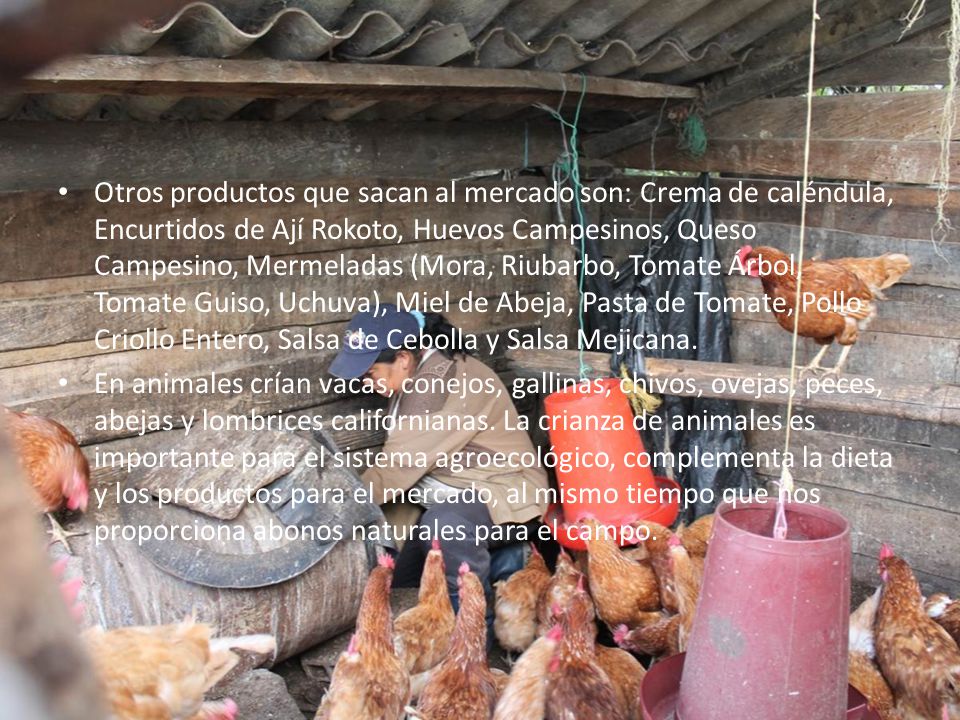 Otros productos que sacan al mercado son: Crema de caléndula, Encurtidos de Ají Rokoto, Huevos Campesinos, Queso Campesino, Mermeladas (Mora, Riubarbo, Tomate Árbol, Tomate Guiso, Uchuva), Miel de Abeja, Pasta de Tomate, Pollo Criollo Entero, Salsa de Cebolla y Salsa Mejicana.