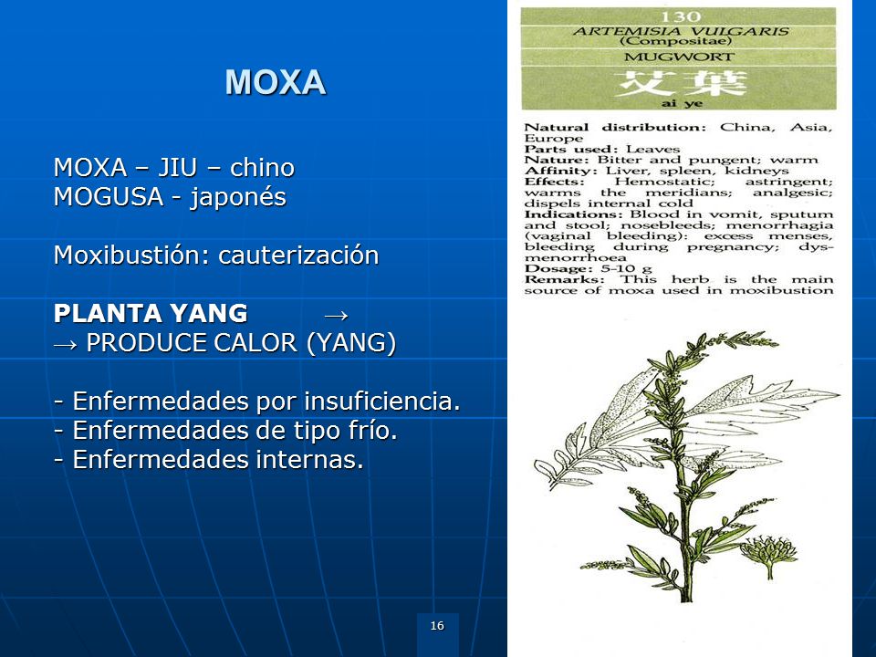 MOXA MOXA – JIU – chino MOGUSA - japonés Moxibustión: cauterización