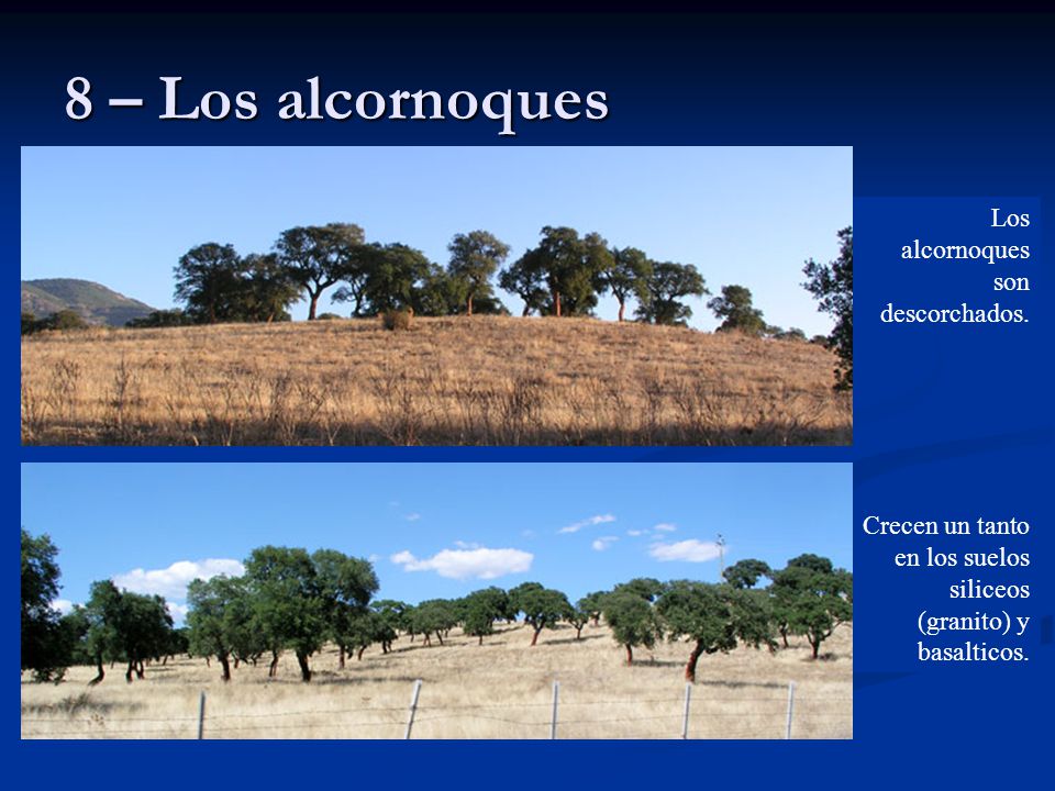 8 – Los alcornoques Los alcornoques son descorchados.