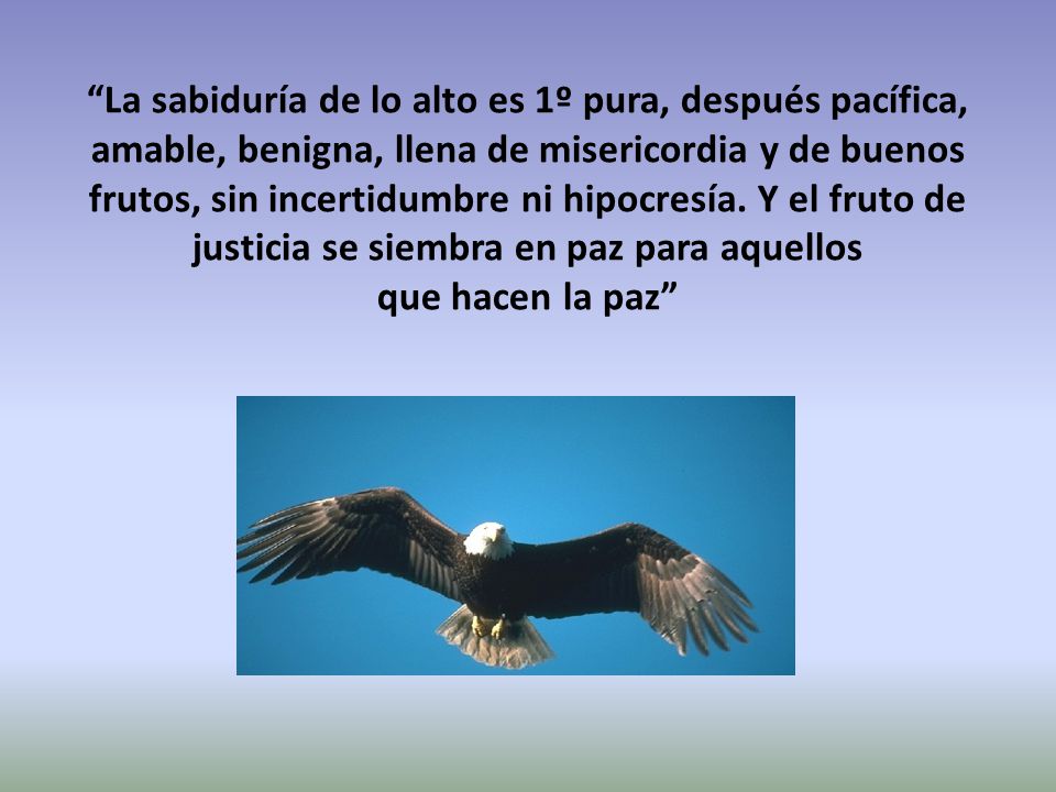 La sabiduría de lo alto es 1º pura, después pacífica, amable, benigna, llena de misericordia y de buenos frutos, sin incertidumbre ni hipocresía.
