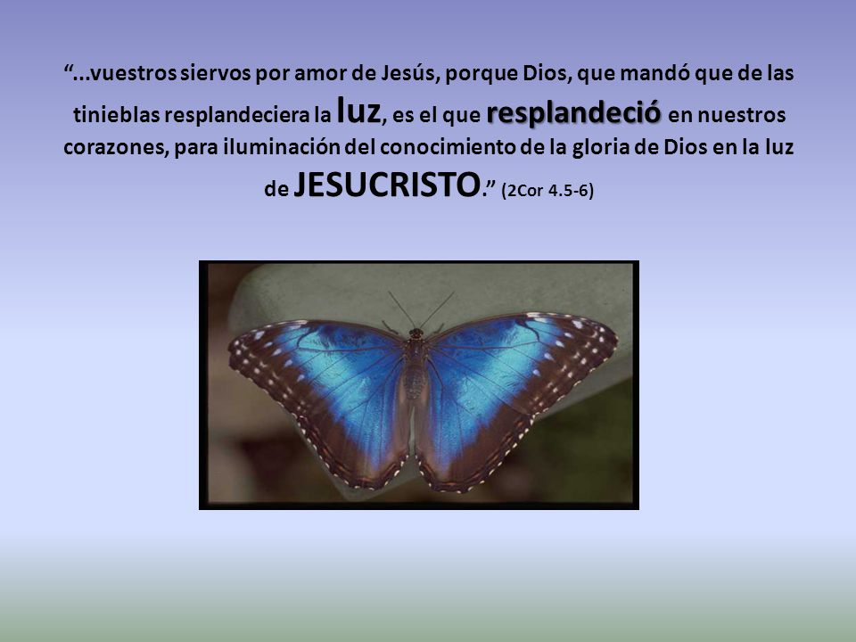 ...vuestros siervos por amor de Jesús, porque Dios, que mandó que de las tinieblas resplandeciera la luz, es el que resplandeció en nuestros corazones, para iluminación del conocimiento de la gloria de Dios en la luz de JESUCRISTO. (2Cor 4.5-6)