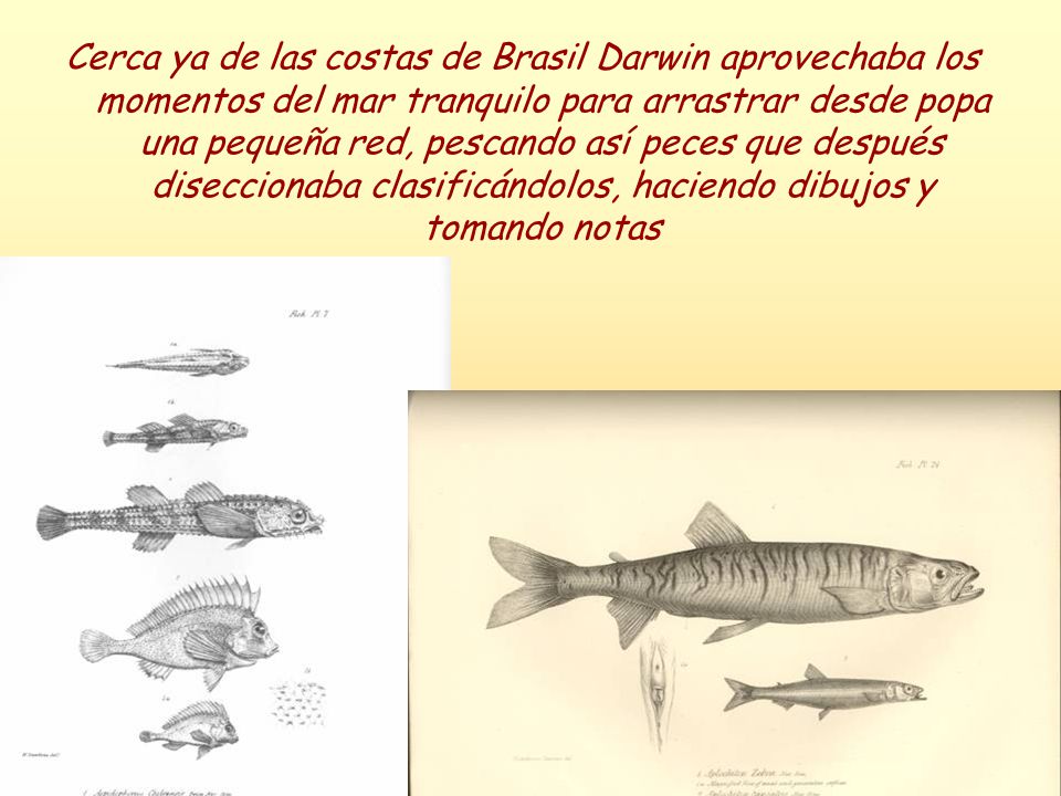 Cerca ya de las costas de Brasil Darwin aprovechaba los momentos del mar tranquilo para arrastrar desde popa una pequeña red, pescando así peces que después diseccionaba clasificándolos, haciendo dibujos y tomando notas