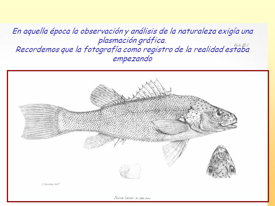 En aquella época la observación y análisis de la naturaleza exigía una plasmación gráfica.