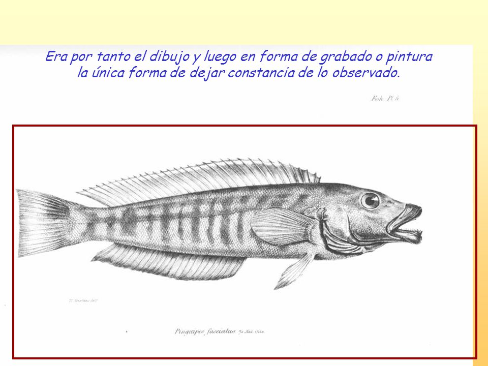Era por tanto el dibujo y luego en forma de grabado o pintura