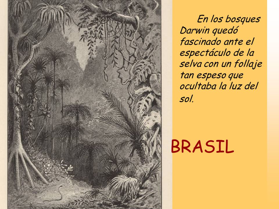 En los bosques Darwin quedó fascinado ante el espectáculo de la selva con un follaje tan espeso que ocultaba la luz del sol.