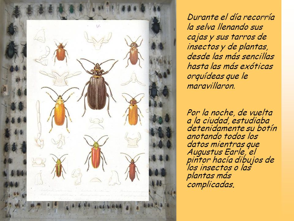 Durante el día recorría la selva llenando sus cajas y sus tarros de insectos y de plantas, desde las más sencillas hasta las más exóticas orquídeas que le maravillaron.