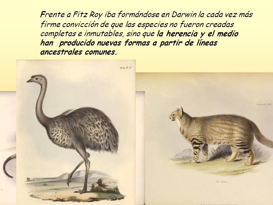 Frente a Fitz Roy iba formándose en Darwin la cada vez más firme convicción de que las especies no fueron creadas completas e inmutables, sino que la herencia y el medio han producido nuevas formas a partir de líneas ancestrales comunes.
