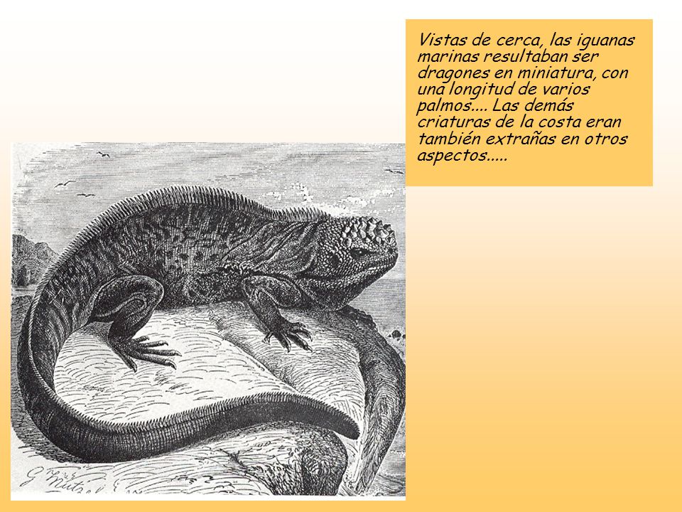 Vistas de cerca, las iguanas marinas resultaban ser dragones en miniatura, con una longitud de varios palmos....