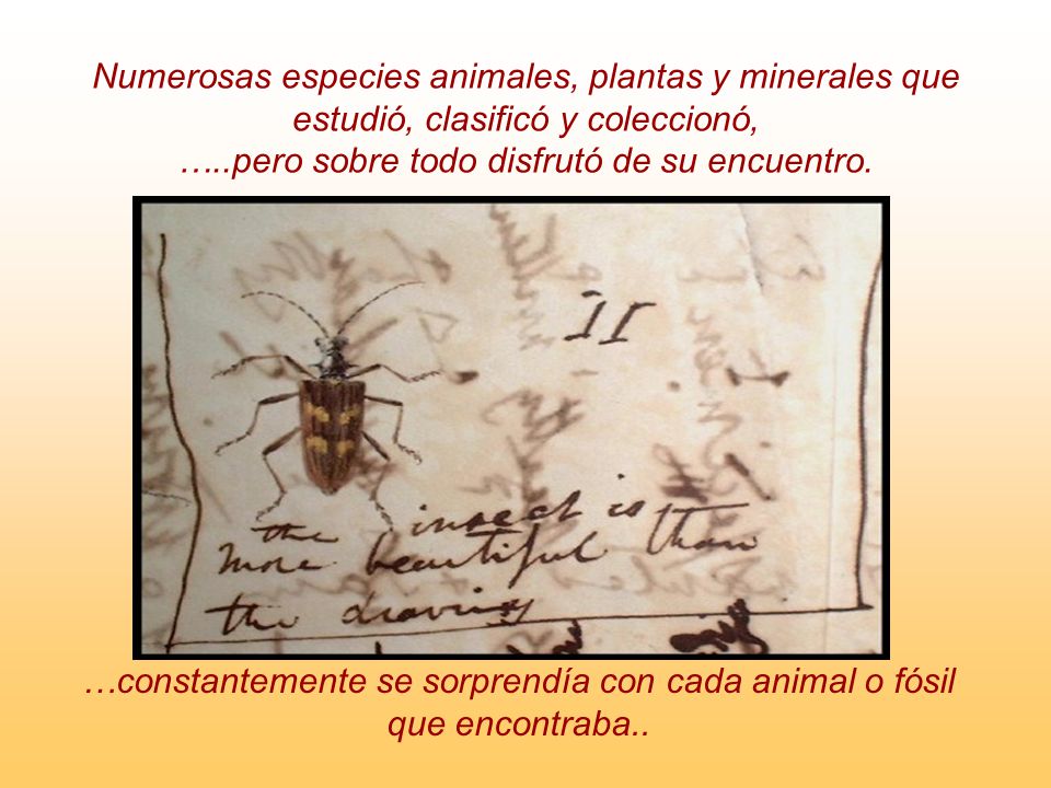 …constantemente se sorprendía con cada animal o fósil que encontraba..