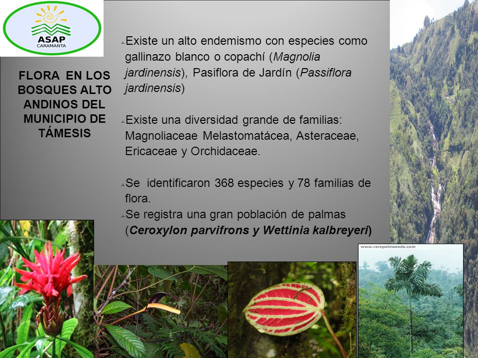 FLORA EN LOS BOSQUES ALTO ANDINOS DEL MUNICIPIO DE TÁMESIS