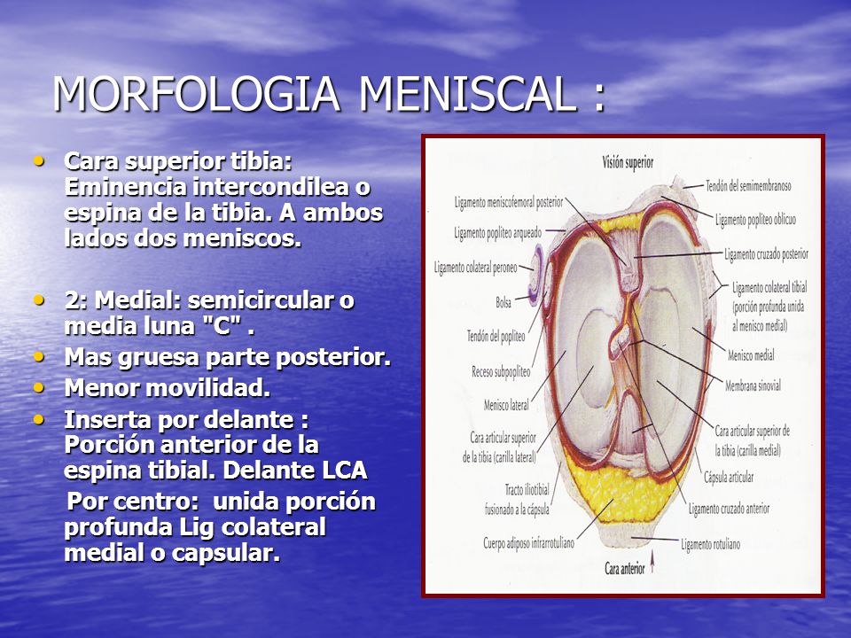 MORFOLOGIA MENISCAL : Cara superior tibia: Eminencia intercondilea o espina de la tibia. A ambos lados dos meniscos.