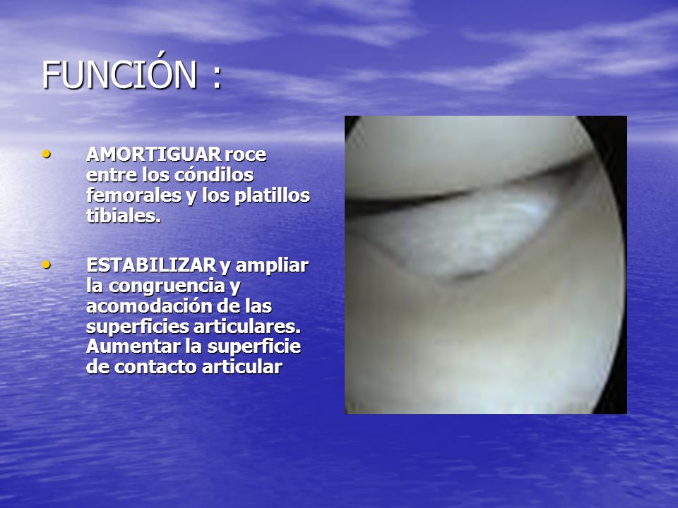 FUNCIÓN : AMORTIGUAR roce entre los cóndilos femorales y los platillos tibiales.