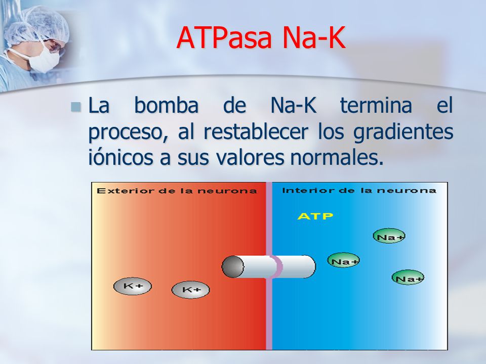 ATPasa Na-K La bomba de Na-K termina el proceso, al restablecer los gradientes iónicos a sus valores normales.