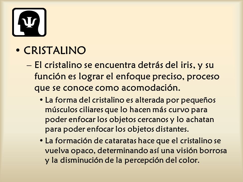 CRISTALINO El cristalino se encuentra detrás del iris, y su función es lograr el enfoque preciso, proceso que se conoce como acomodación.