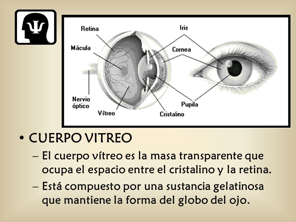 CUERPO VITREO El cuerpo vítreo es la masa transparente que ocupa el espacio entre el cristalino y la retina.
