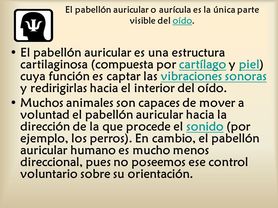 El pabellón auricular o aurícula es la única parte visible del oído.