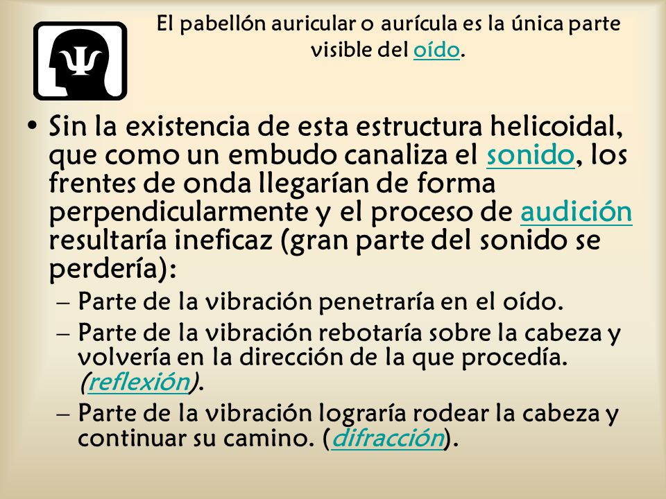 El pabellón auricular o aurícula es la única parte visible del oído.