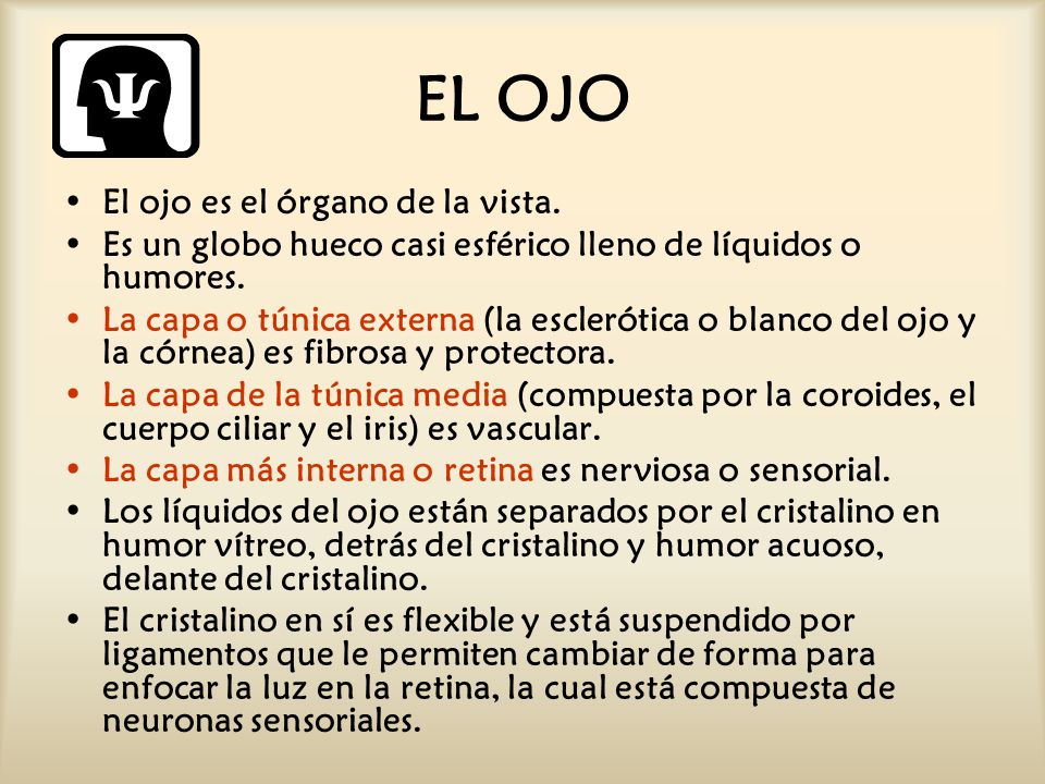 EL OJO El ojo es el órgano de la vista.
