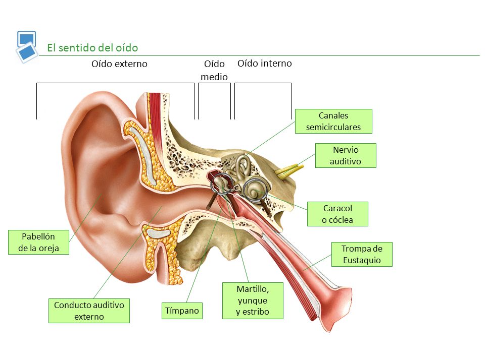 El sentido del oído Oído externo Oído medio Oído interno