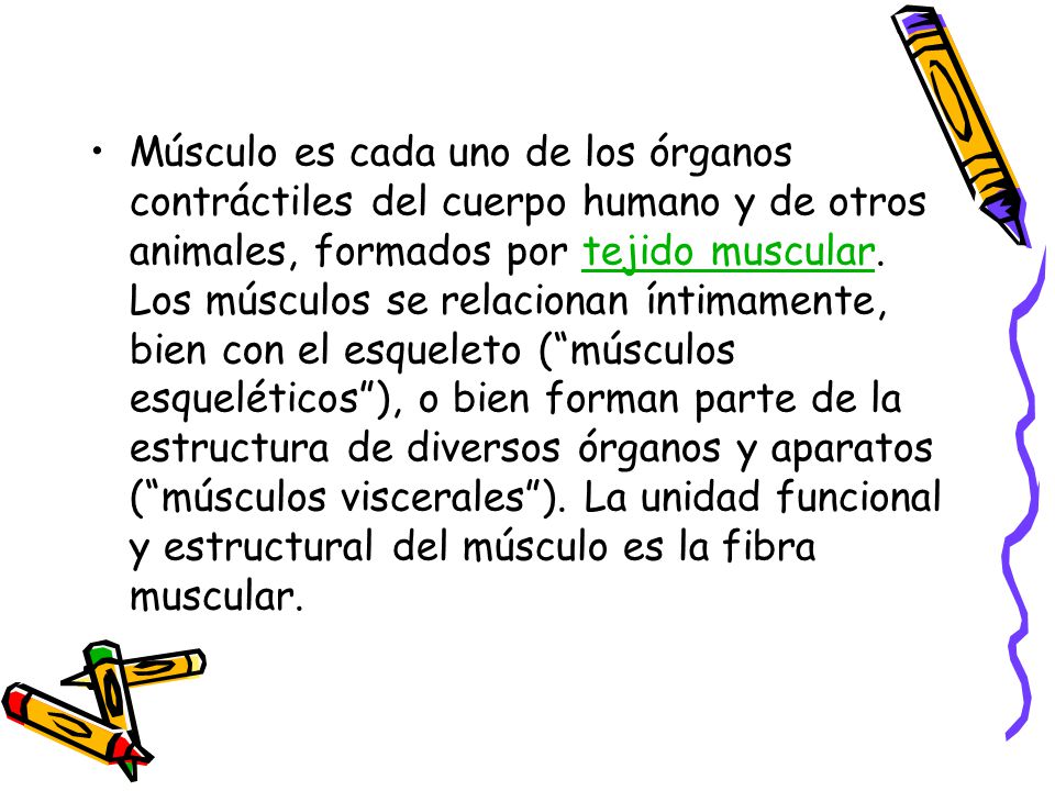Músculo es cada uno de los órganos contráctiles del cuerpo humano y de otros animales, formados por tejido muscular.