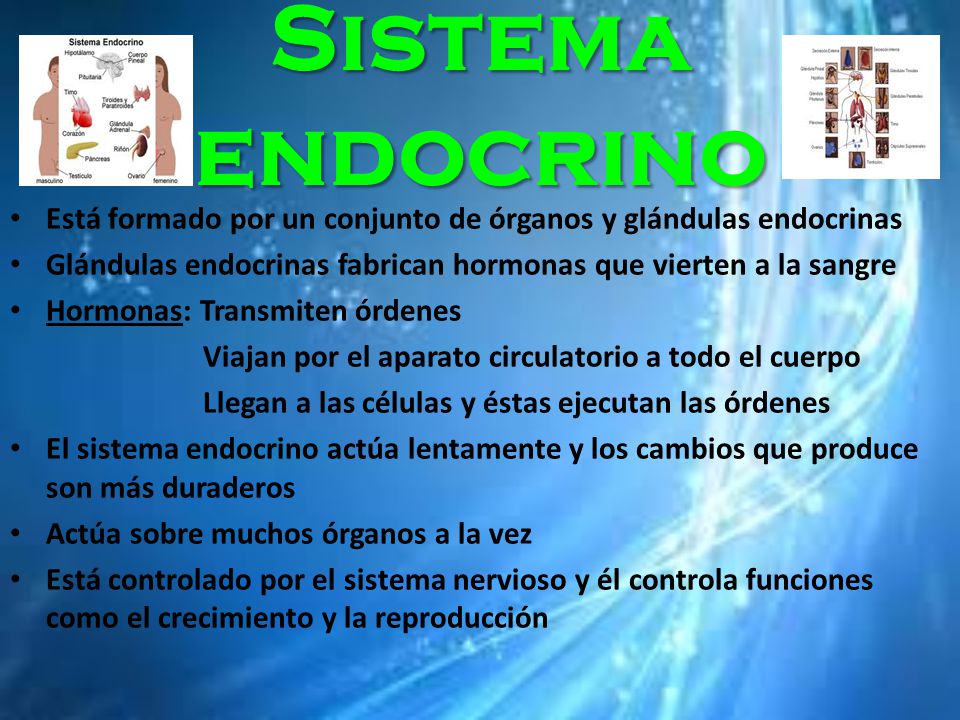 Sistema endocrino Está formado por un conjunto de órganos y glándulas endocrinas. Glándulas endocrinas fabrican hormonas que vierten a la sangre.