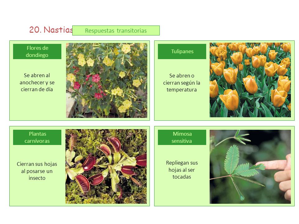 20. Nastias Respuestas transitorias Flores de dondiego Tulipanes