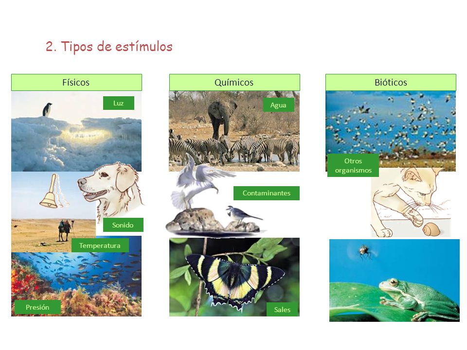 2. Tipos de estímulos Físicos Químicos Bióticos Luz Agua