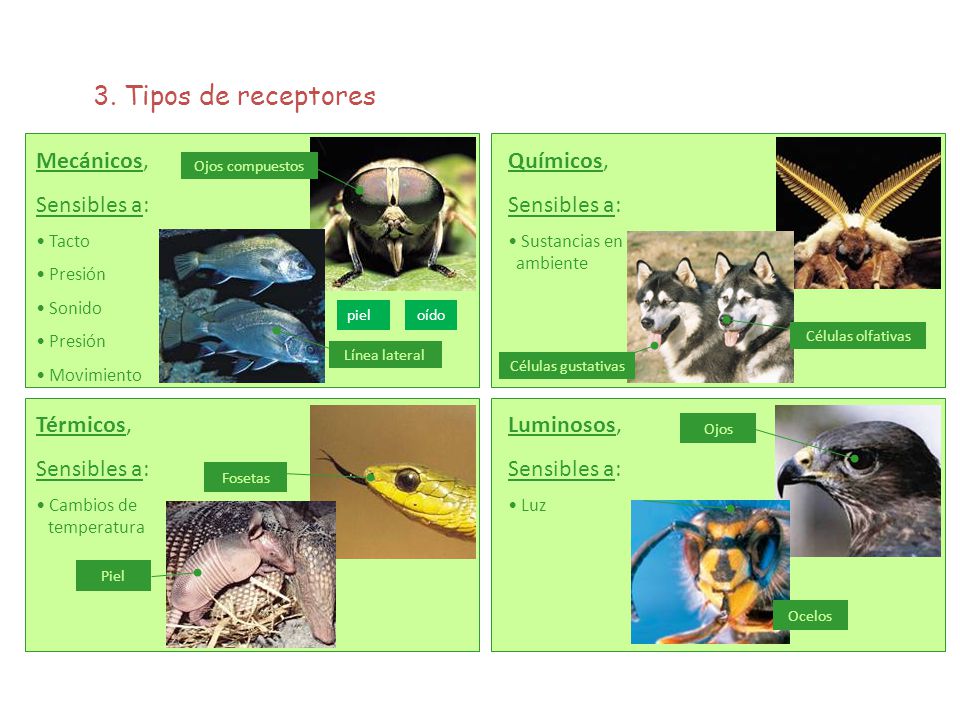 3. Tipos de receptores Mecánicos, Sensibles a: Químicos, Sensibles a: