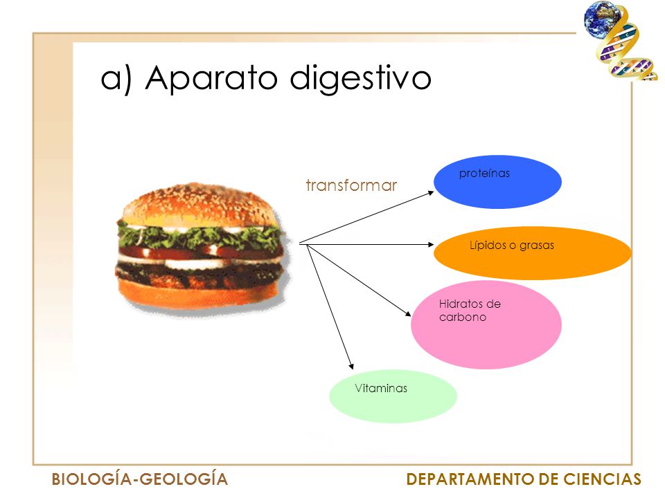 a) Aparato digestivo transformar proteínas Lípidos o grasas