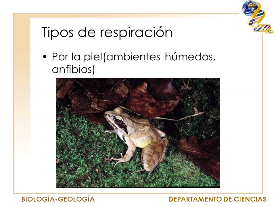 Tipos de respiración Por la piel(ambientes húmedos, anfibios)