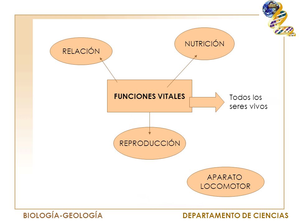 NUTRICIÓN RELACIÓN FUNCIONES VITALES Todos los seres vivos REPRODUCCIÓN APARATO LOCOMOTOR