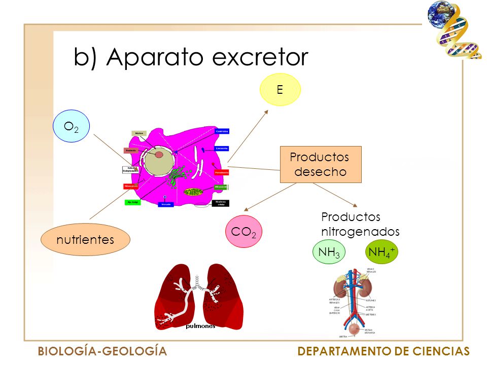 b) Aparato excretor E O2 Productos desecho nutrientes CO2