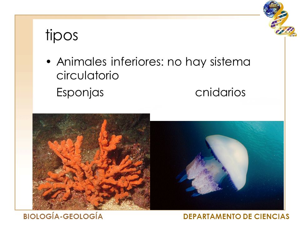 tipos Animales inferiores: no hay sistema circulatorio
