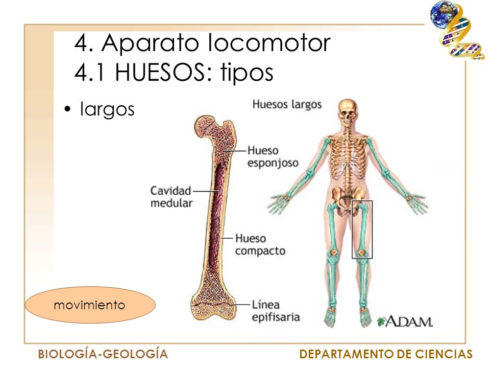 4. Aparato locomotor 4.1 HUESOS: tipos