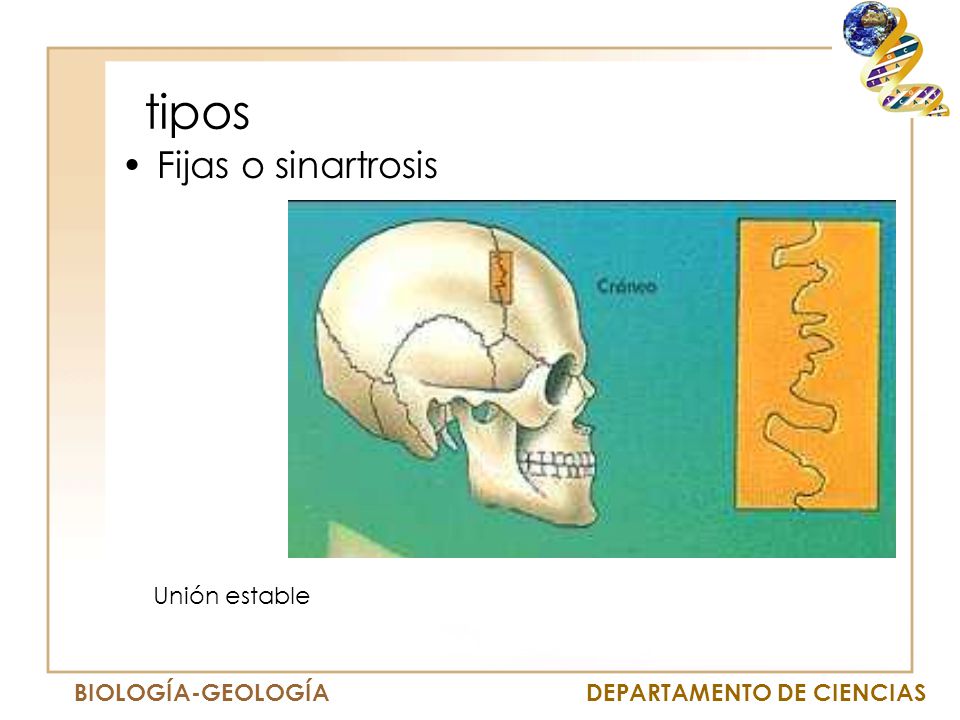 tipos Fijas o sinartrosis Unión estable