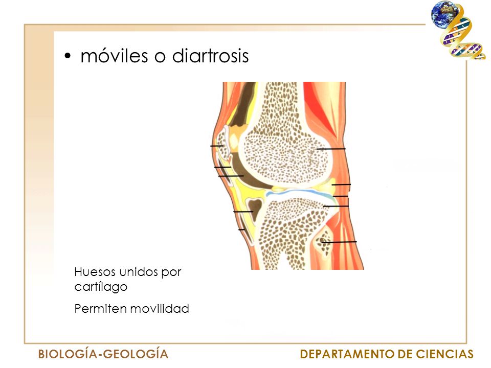 móviles o diartrosis Huesos unidos por cartílago Permiten movilidad