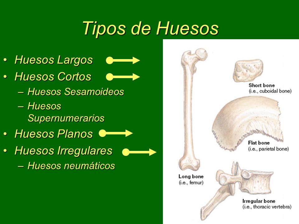Tipos de Huesos Huesos Largos Huesos Cortos Huesos Planos