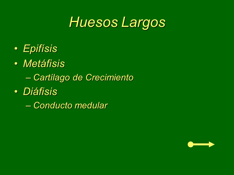 Huesos Largos Epifísis Metáfisis Diáfisis Cartílago de Crecimiento