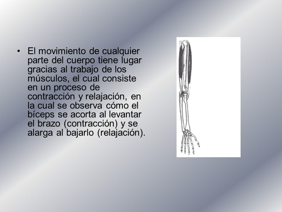 El movimiento de cualquier parte del cuerpo tiene lugar gracias al trabajo de los músculos, el cual consiste en un proceso de contracción y relajación, en la cual se observa cómo el bíceps se acorta al levantar el brazo (contracción) y se alarga al bajarlo (relajación).