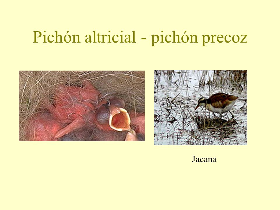 Pichón altricial - pichón precoz