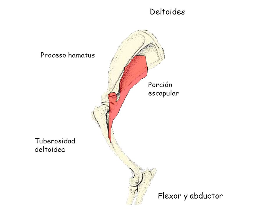 Deltoides Flexor y abductor Proceso hamatus Porción escapular