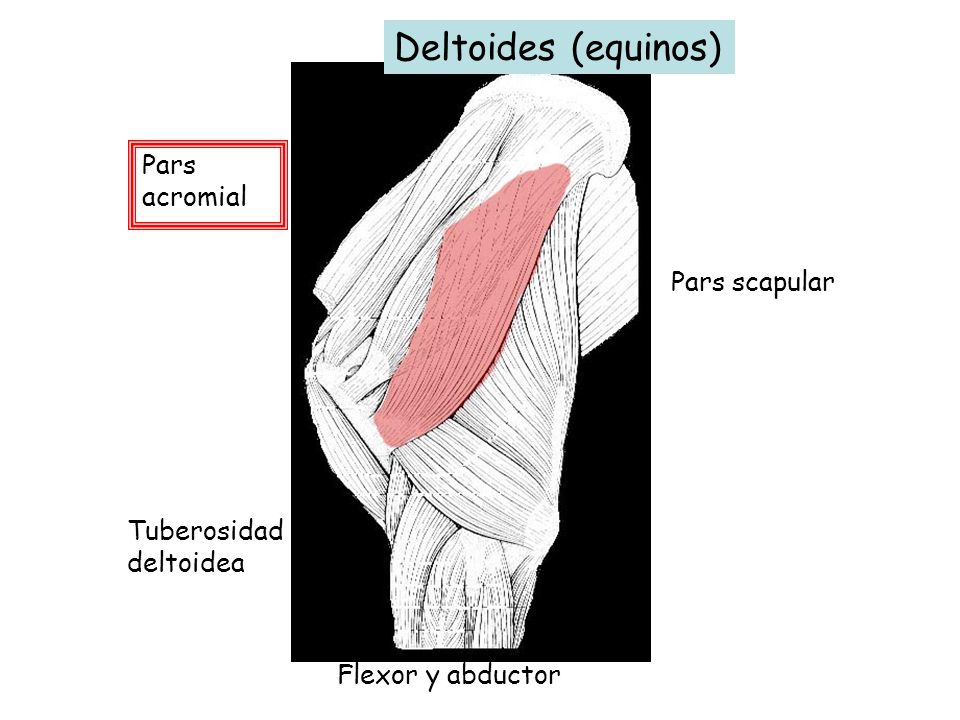 Deltoides (equinos) Pars acromial Pars scapular Tuberosidad deltoidea