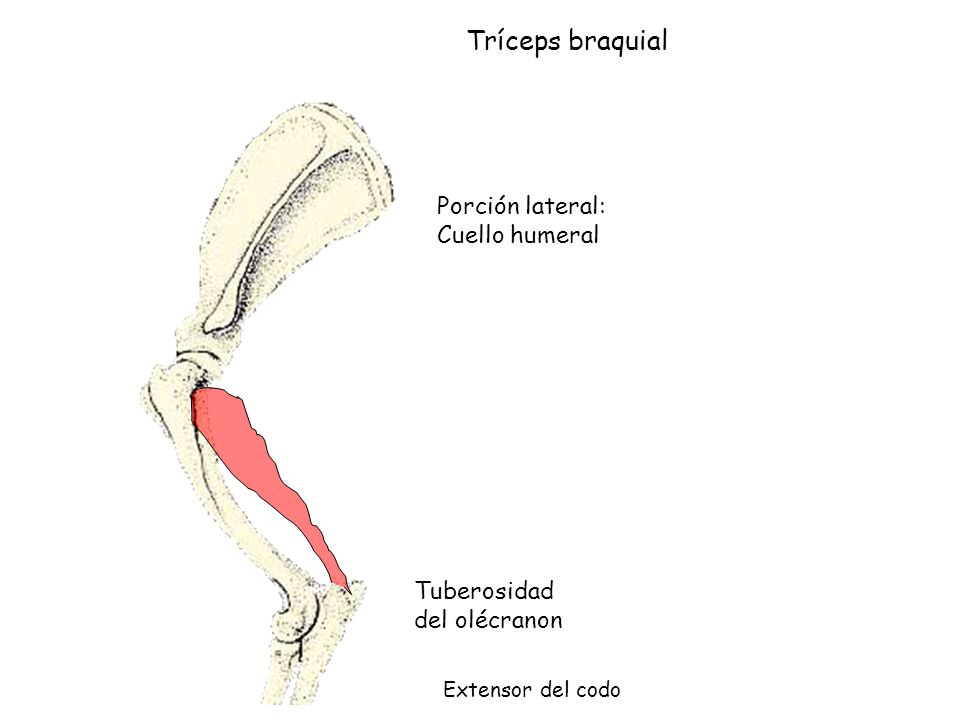 Tríceps braquial Porción lateral: Cuello humeral Tuberosidad