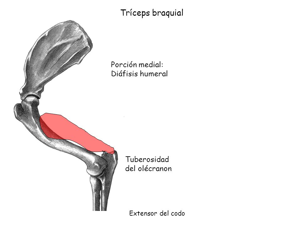 Tríceps braquial Porción medial: Diáfisis humeral Tuberosidad