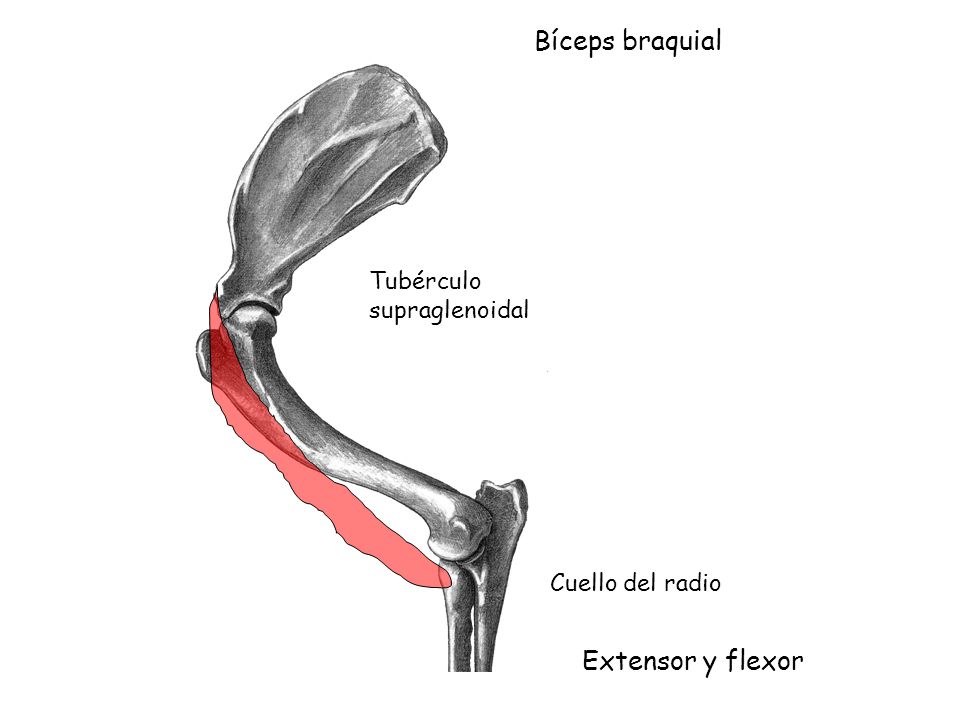 Bíceps braquial Extensor y flexor Tubérculo supraglenoidal